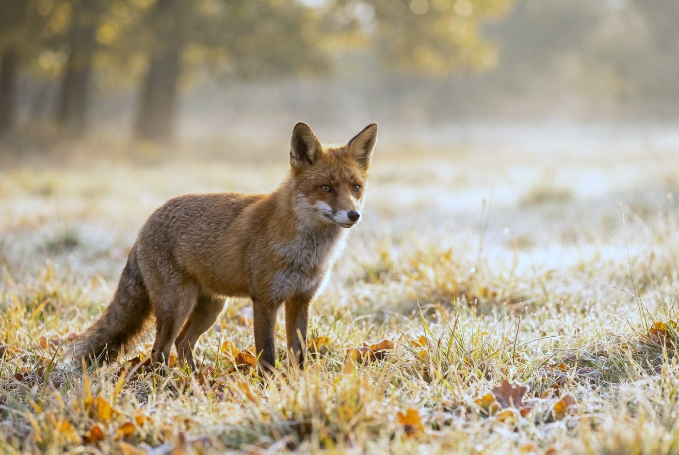Fuchs