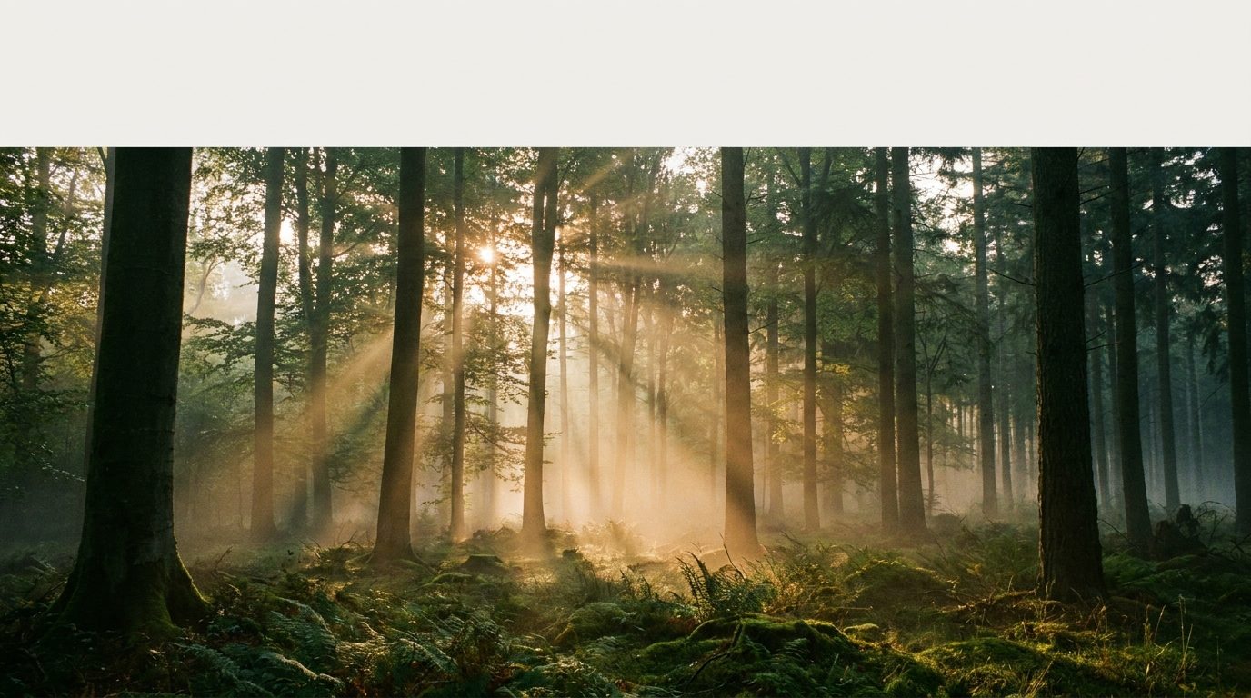 Nebliger Wald im Morgenlicht